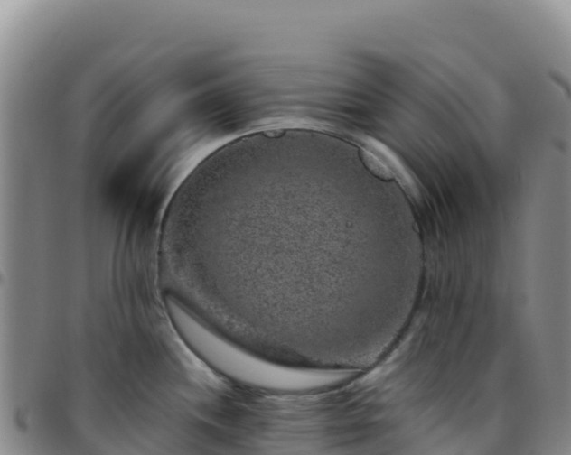 X0000096471244200801311527
