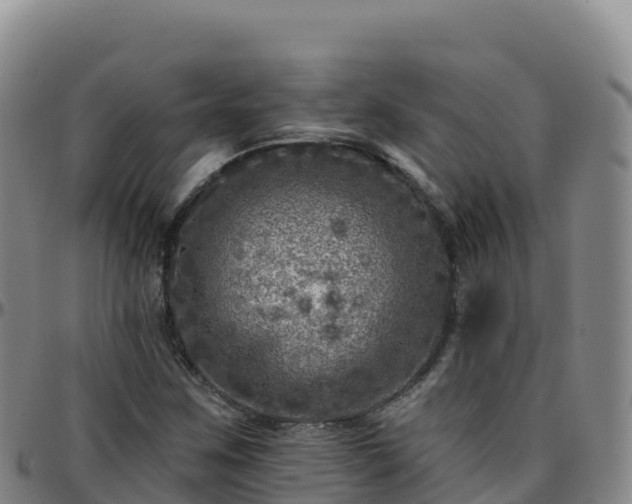 X0000096471259200801311526