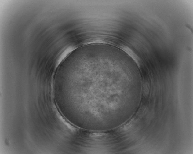X0000096471290200801311526