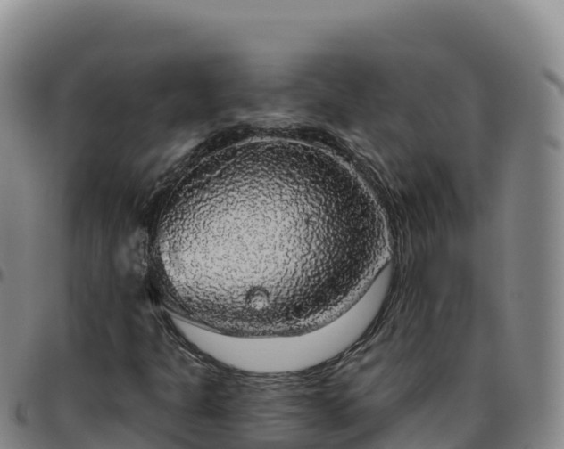 X0000096471301200801311525