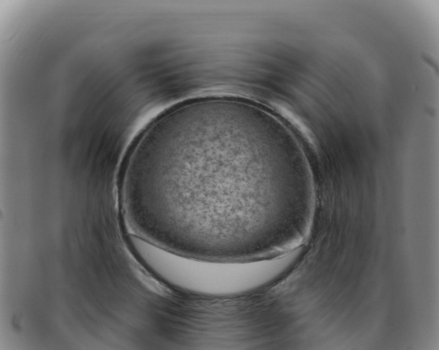 X0000096471372200801311525