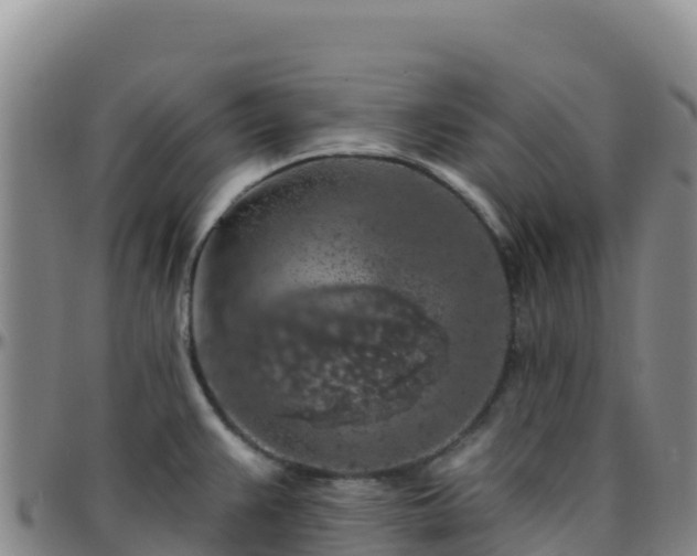 X0000096471383200801311525