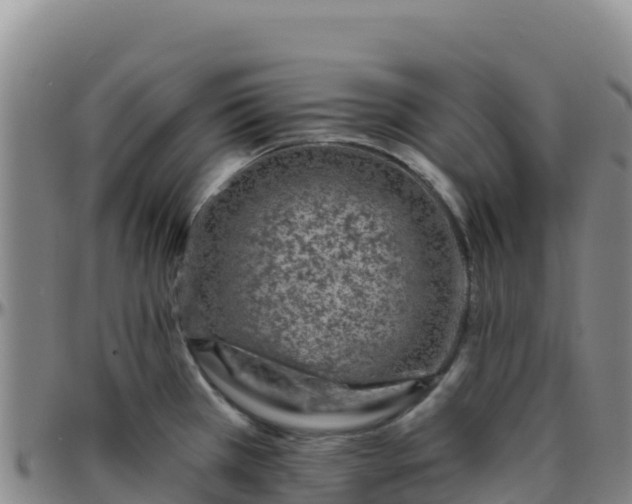 X0000096471385200801311525