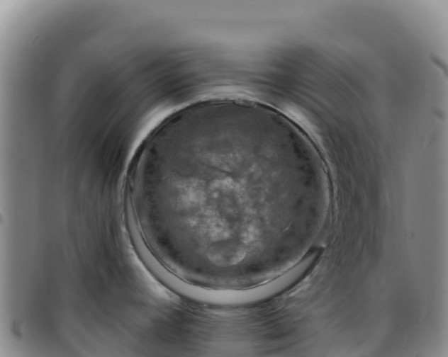 X0000096471392200801311525
