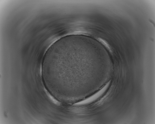 X0000096471420200801311524