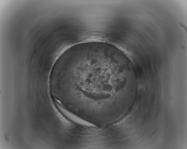X0000096471423200801311524