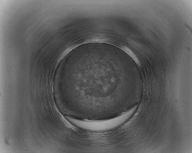 X0000096471436200801311525