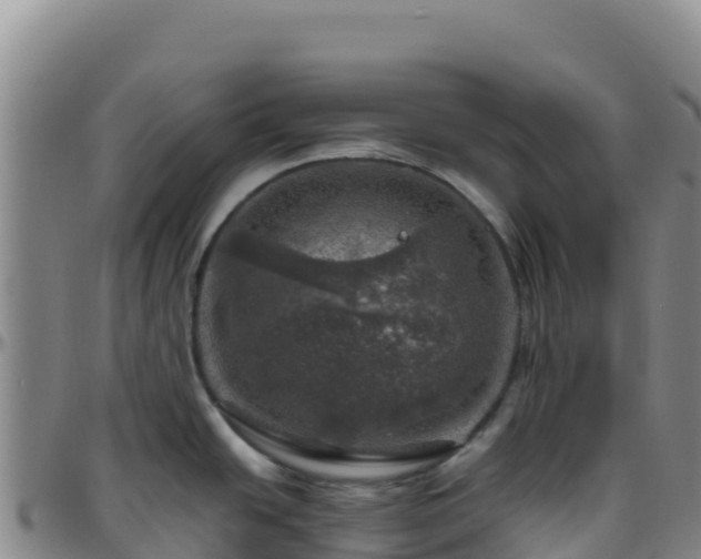 X0000096471438200801311525