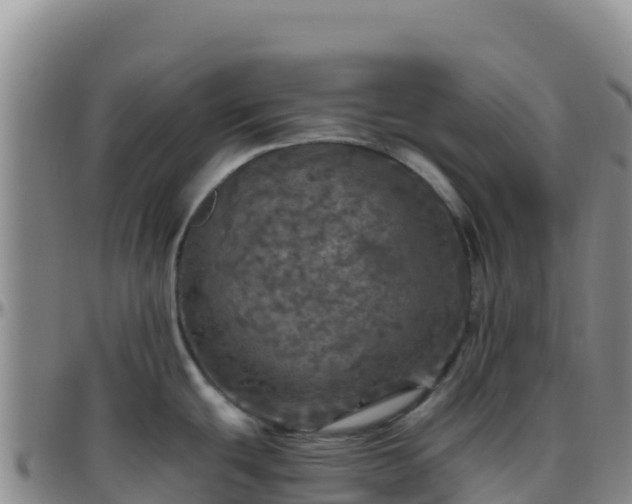 X0000096471439200801311525