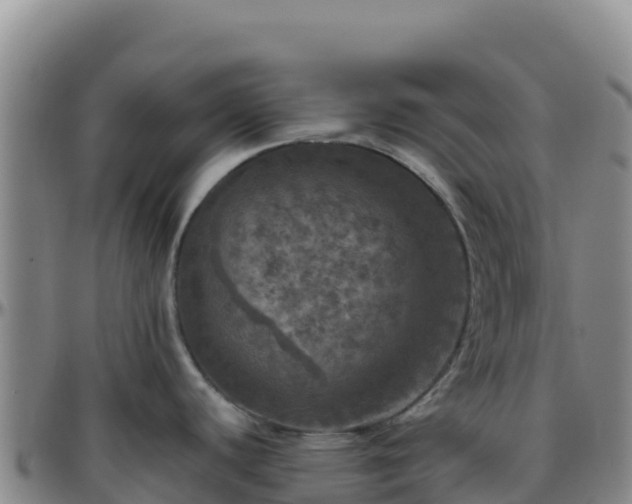 X0000096471440200801311525