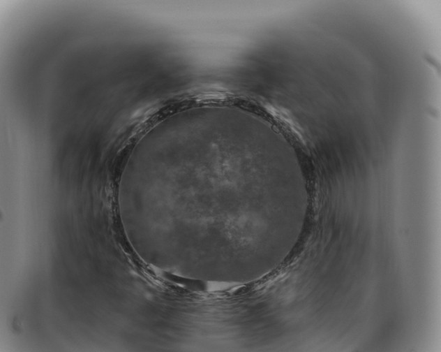 X0000096471445200801311524