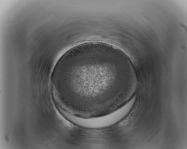 X0000096471527200801311523