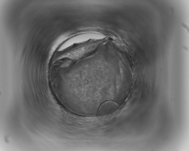 X0000096470006200802071907