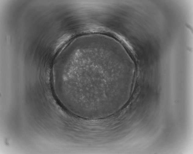 X0000096470010200802071907