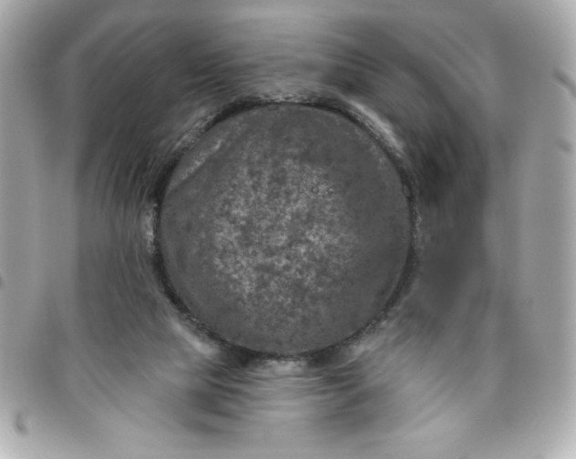 X0000096470065200802071906