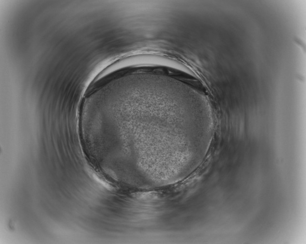 X0000096470100200802071906