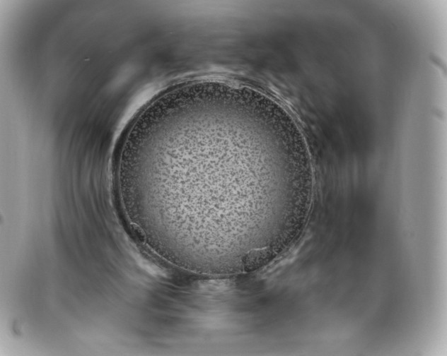 X0000096470102200802071906