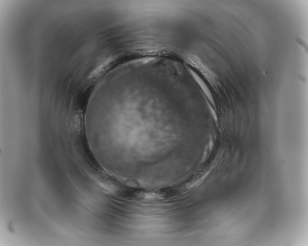 X0000096470165200802071904