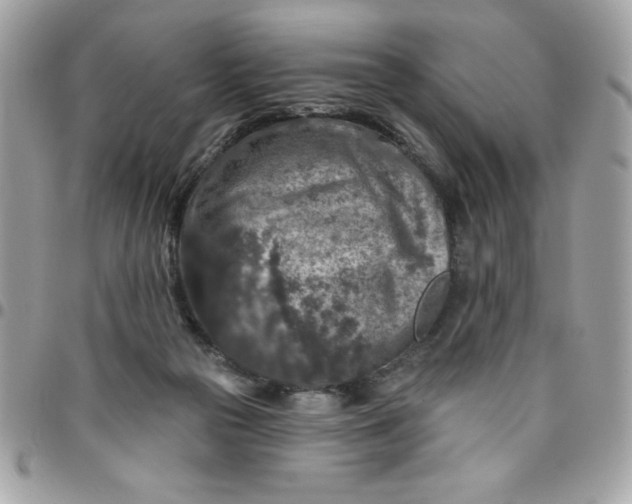 X0000096470169200802071904