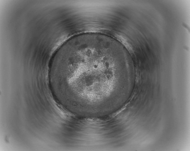 X0000096470346200802071901