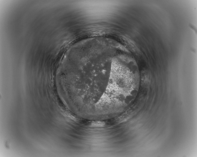 X0000096470369200802071902