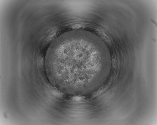 X0000096470375200802071902