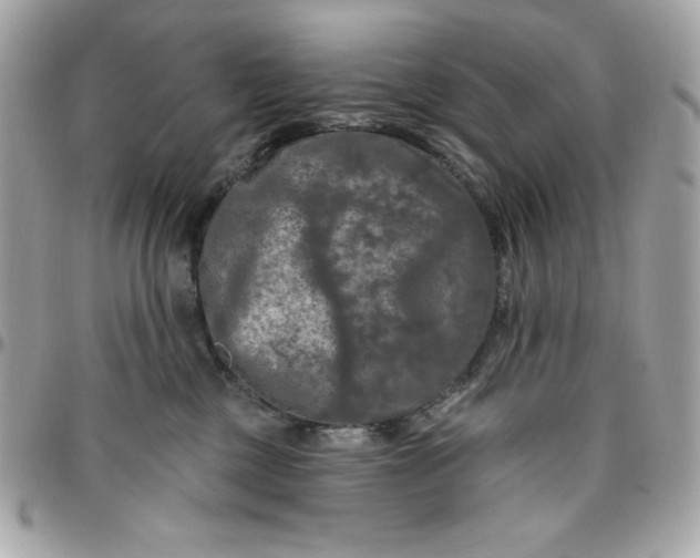 X0000096470377200802071902