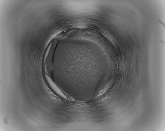 X0000096470386200802071901