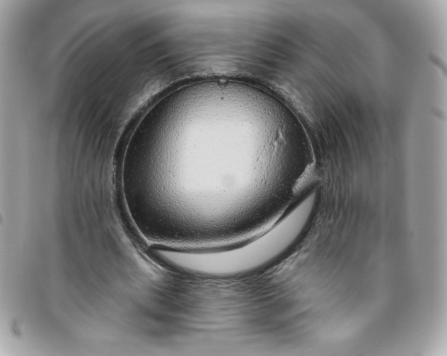 X0000096470439200802071900