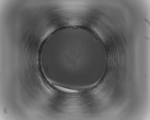 X0000096470443200802071900