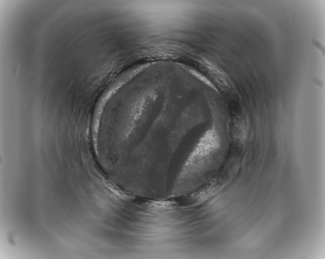 X0000096470465200802071900