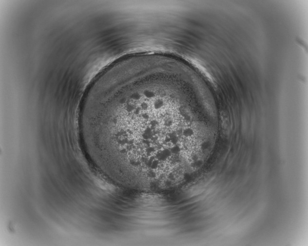 X0000096470487200802071900