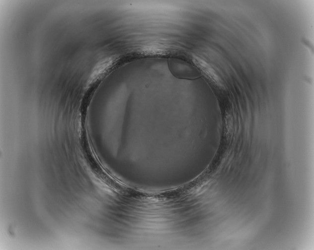 X0000096470494200802071900