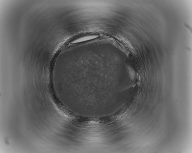 X0000096470496200802071900