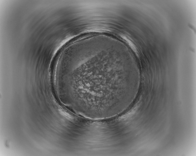 X0000096470779200802071855