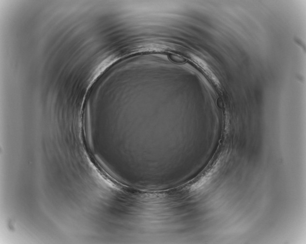 X0000096470802200802071855