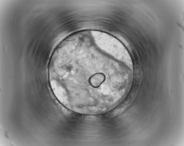 X0000096470807200802071855