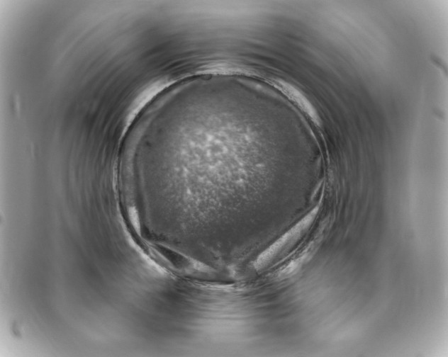 X0000096470855200802071855