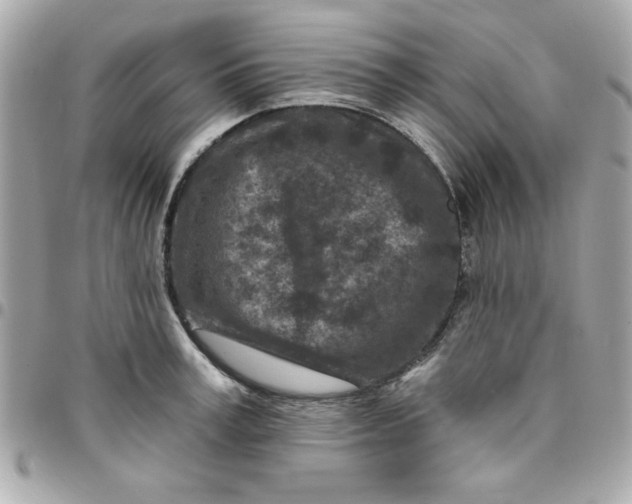 X0000096470995200802071852