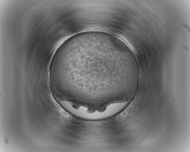 X0000096470996200802071852