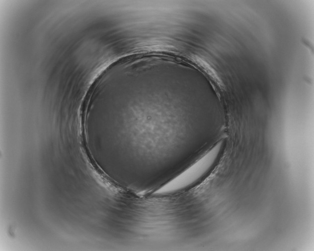 X0000096471031200802071852