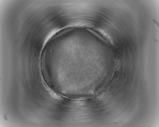 X0000096471086200802071851