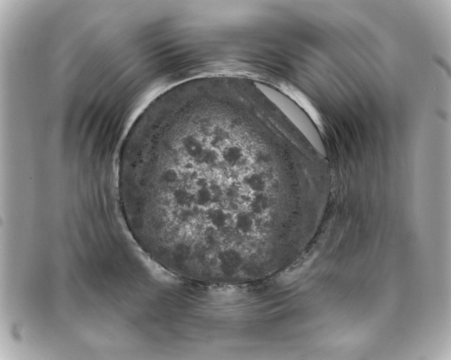 X0000096471099200802071851