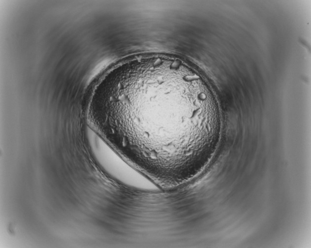 X0000096471163200802071850