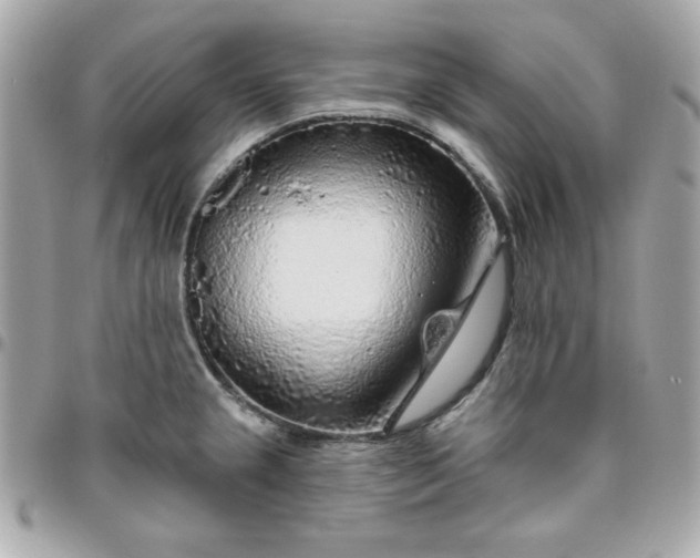 X0000096471237200802071849