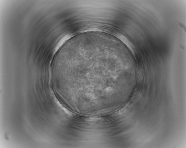 X0000096471290200802071848