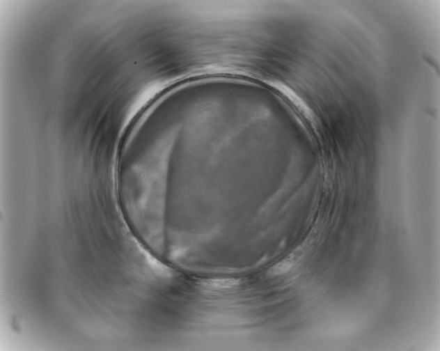 X0000096471294200802071848