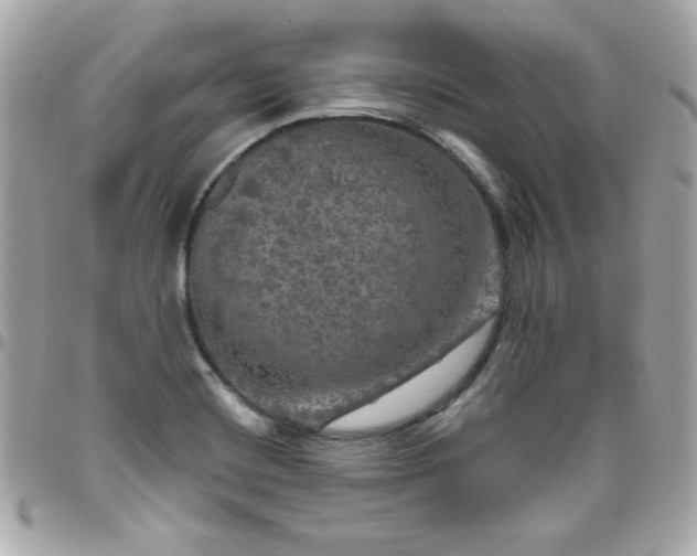 X0000096471420200802071846