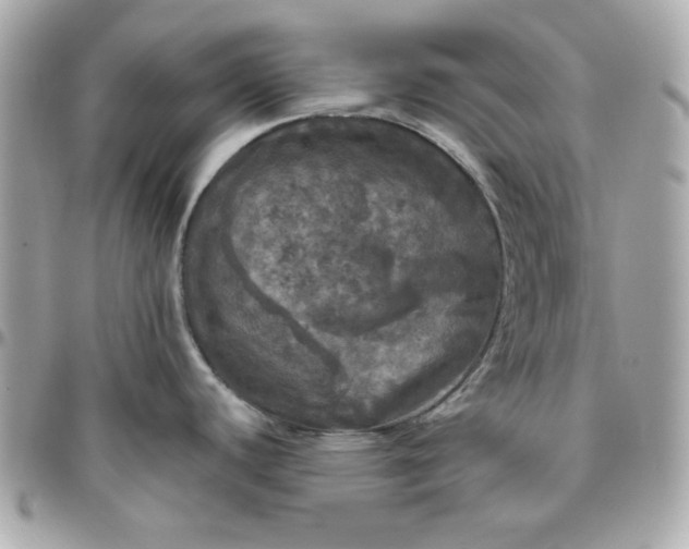 X0000096471440200802071847