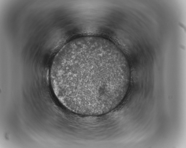 X0000096470024200802141708